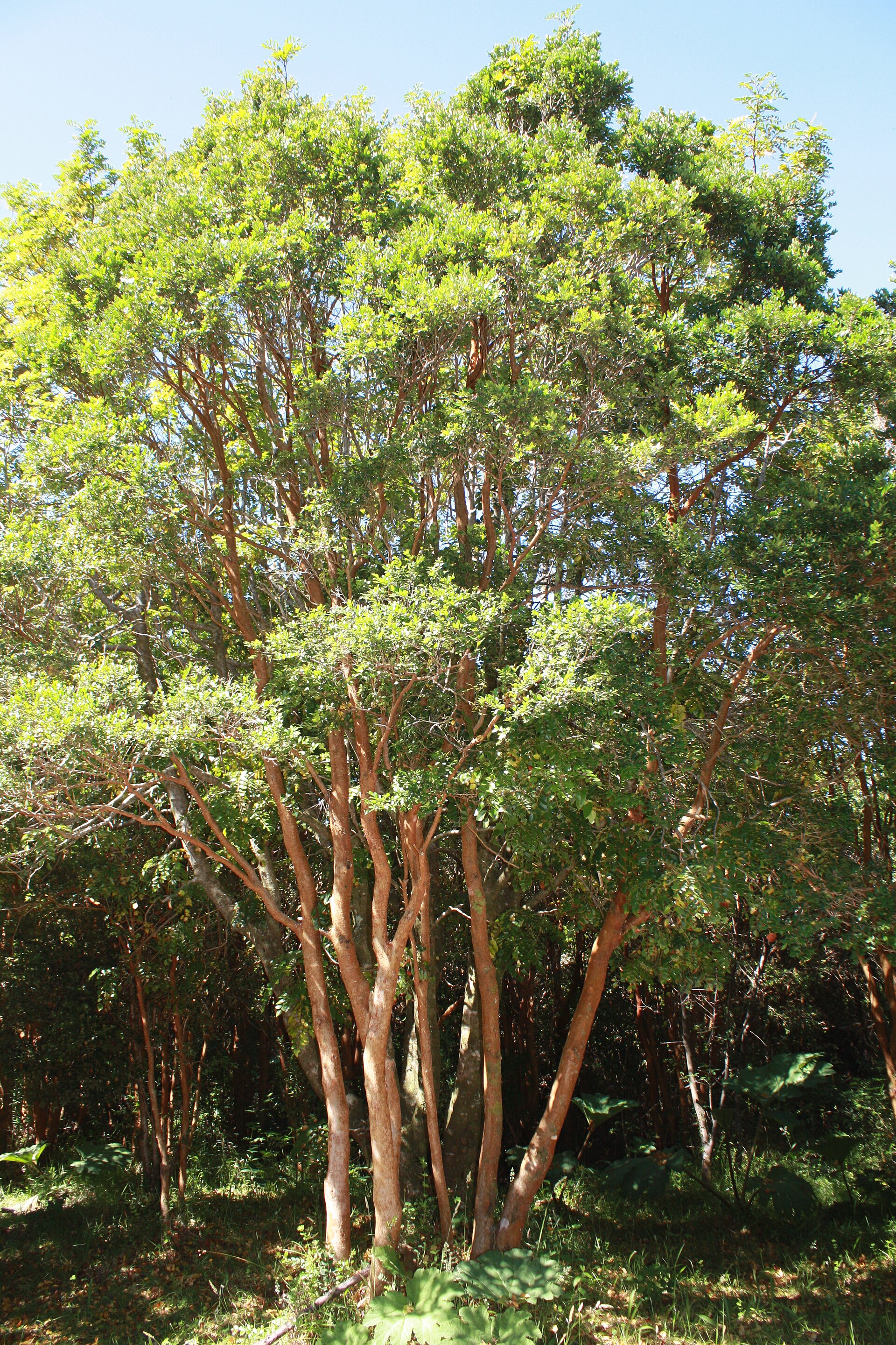 Arrayán (Luma apiculata) en el Parque Nacional Chiloé, el árbol que inspira el nombre LuMa